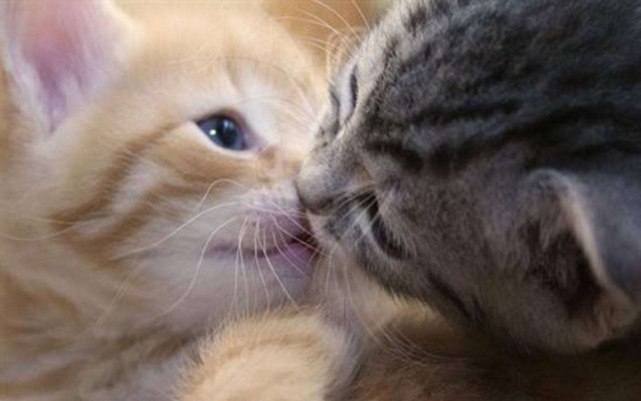 [Bild: Cute-Kittens-kittens-16124041-1280-800.jpg]