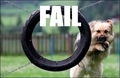 Dog fail - random photo