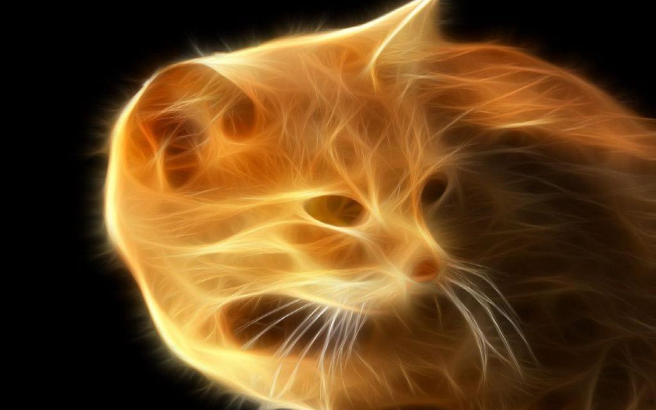fire-cat-cats-wallpaper-16155630-fanpop