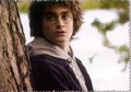 Harry Potter  - harry-potter photo