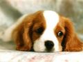 Sad Puppy - puppies photo