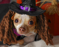 All dressed up for Halloween - chihuahuas photo