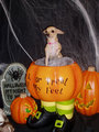 All dressed up for Halloween - chihuahuas photo