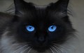 cats - Beautiful Blue Eyes wallpaper