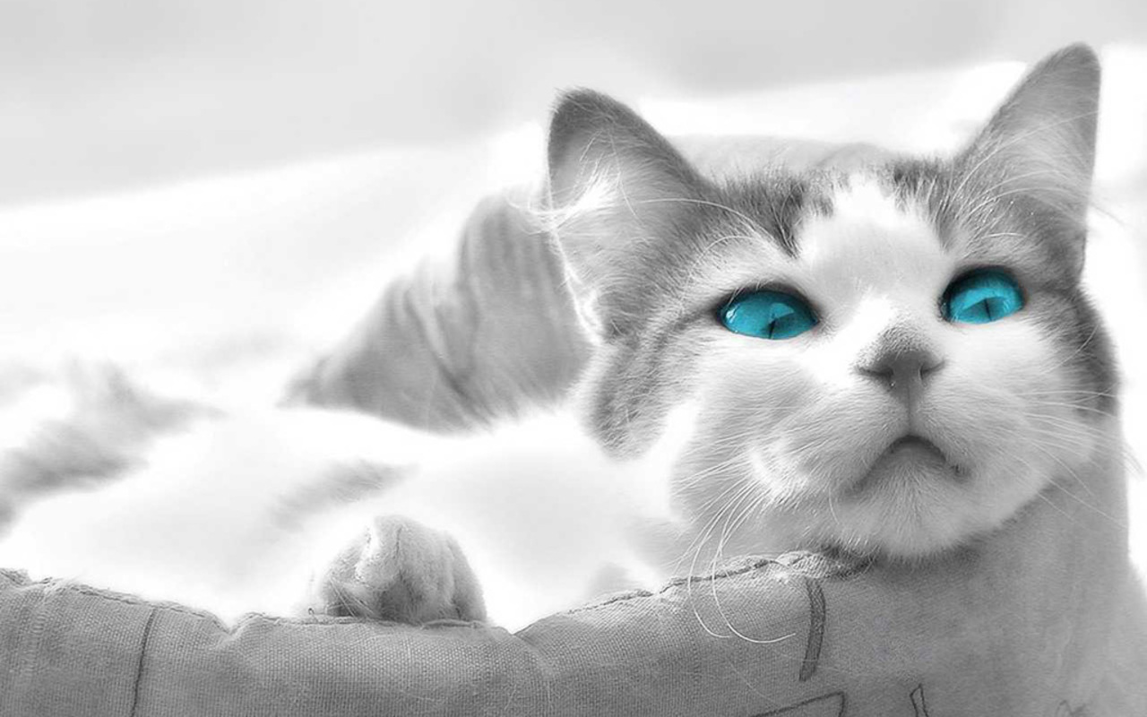 Cats Beautiful Blue Eyes