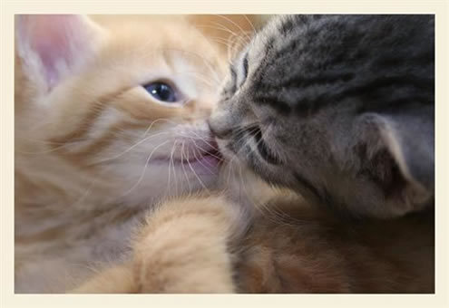 Cute Little Kittens Kiss