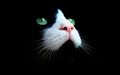 cats - Gorgeous Green Eyes wallpaper
