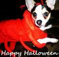 Halloween Chihuahua - chihuahuas photo