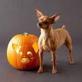 Halloween Dog - all-small-dogs photo