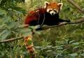 I Adore Red Panda  ♡ ♡ ♡ - red-pandas photo