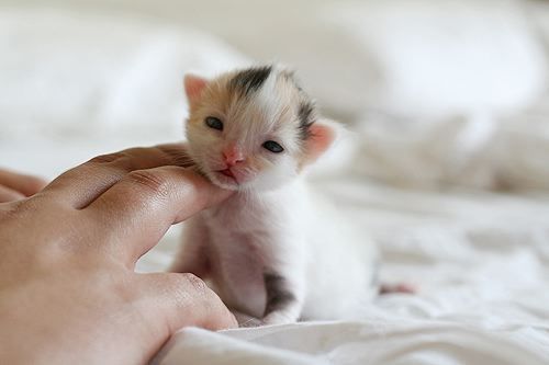  Kitten pics