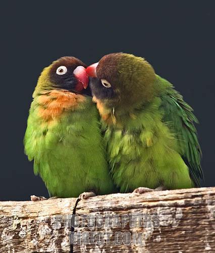  Love Birds for Peter & Susi :*