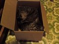 Cat in a box. - random photo