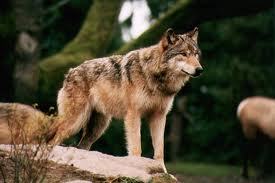 miranda's wolf