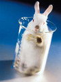 rabbit in glass - animals photo
