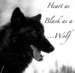 Black Wolf - wolves icon