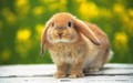 bunny-rabbits - Bunnies wallpaper