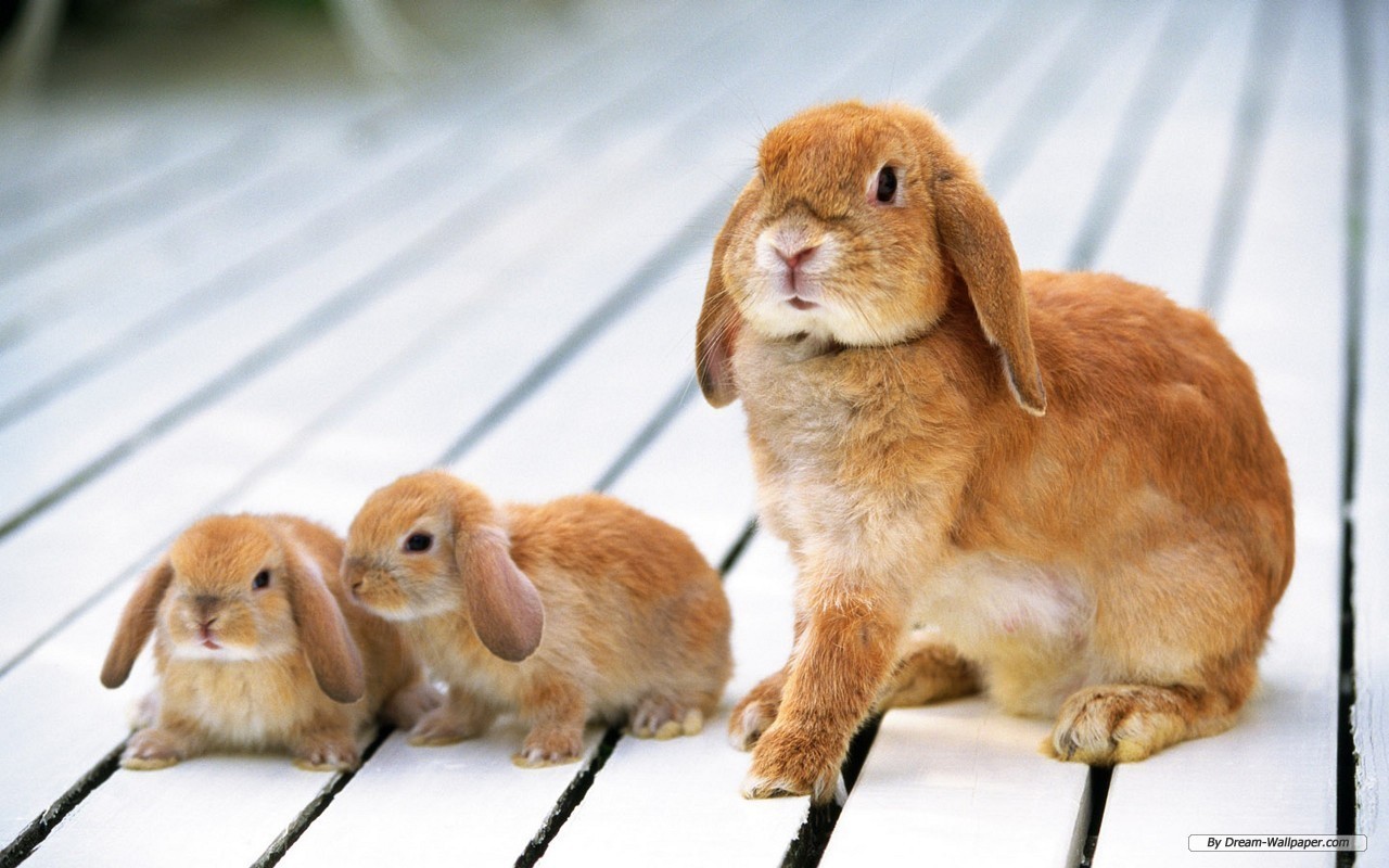 Bunnies-bunny-rabbits-16438014-1280-800.