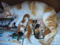 Mum and kittens - animals photo