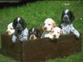 puppies - Puppies wallpaper