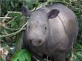 Sumatran Rhino - animals photo