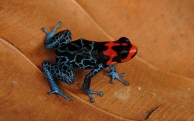  2 new frogs found in the Amazon!