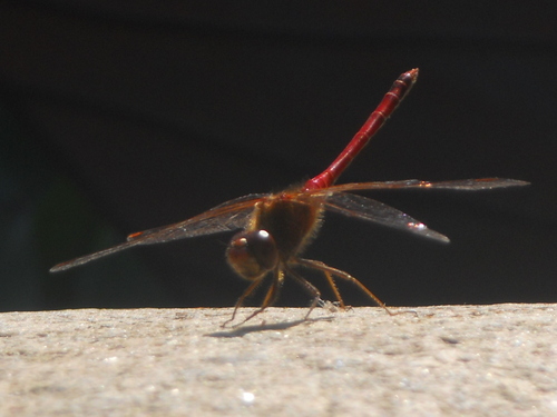  A Beautiful Red Dragonfly