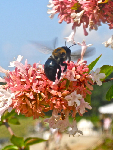A Carpenter Bee :)