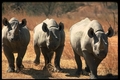 Black Rhinos - animals photo