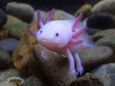  God's unusual ピンク 魚 :)