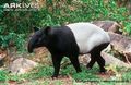 Malayan Tapir - animals photo