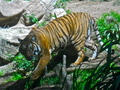 Malayan Tiger - animals photo