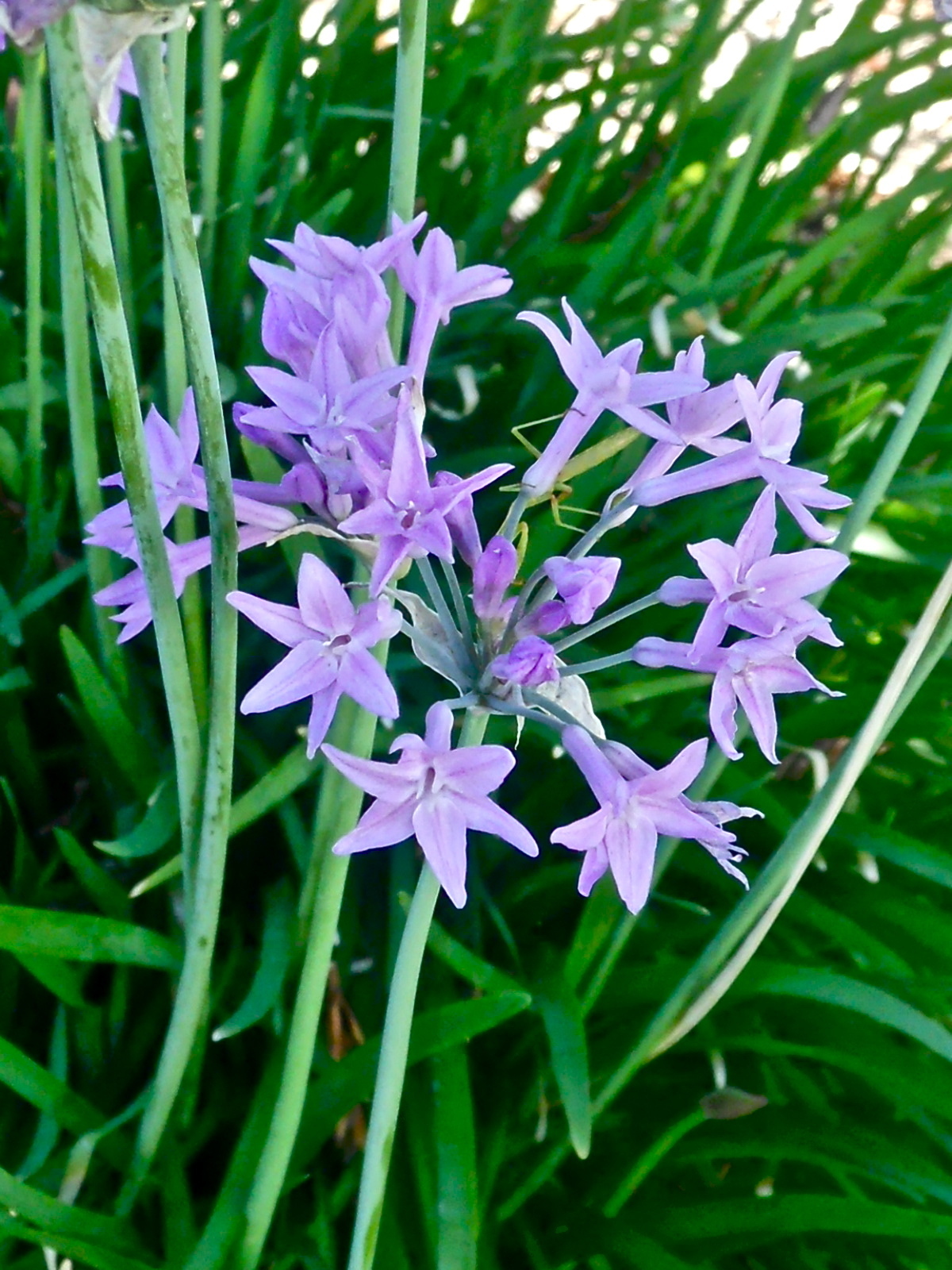 Pretty Violet Flowers - Gardening Photo (16596289) - Fanpop
