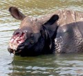 Rhino still alive after horn hacked off...SORRY 4 THE GRAPHIC PICTURE! - against-animal-cruelty photo