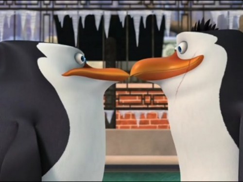  Rico The manchot, pingouin