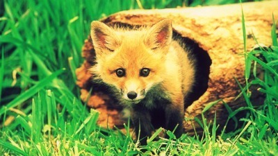  Stock - rubah, fox
