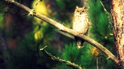 Stock - Owl