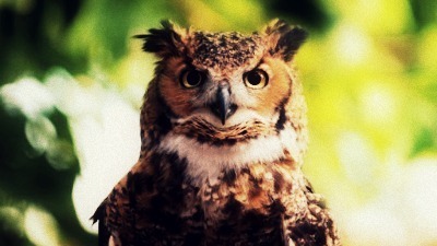 Stock - Owl
