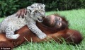 White Lion Cub with Orangutan - animals photo