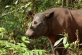A Beautiful Sumatran Rhino - animals photo