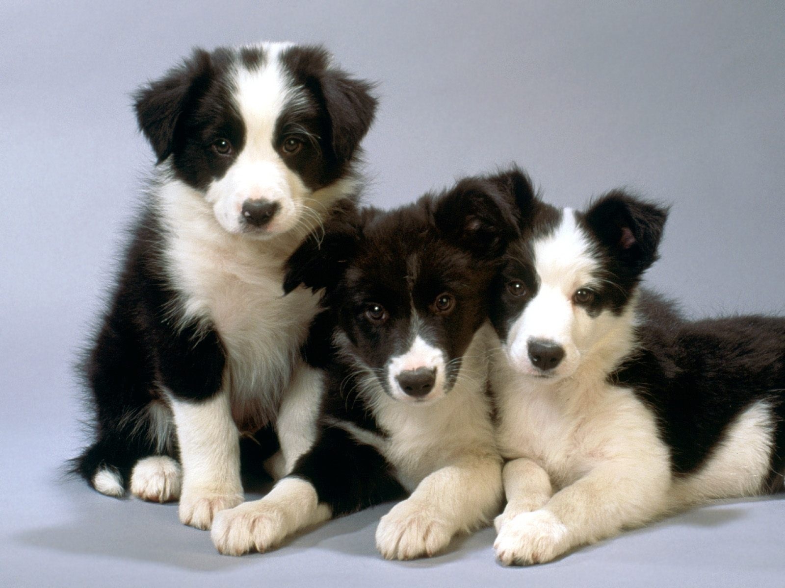Dogs-dogs-16697072-1600-1200.jpg