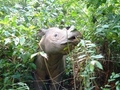 Magnificent Sumatran Rhino  - animals photo
