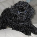 Toy Poodle - puppies photo