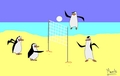 volleyball pom - penguins-of-madagascar fan art