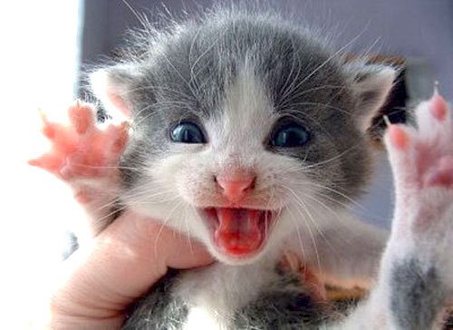  Cute little kitties :)