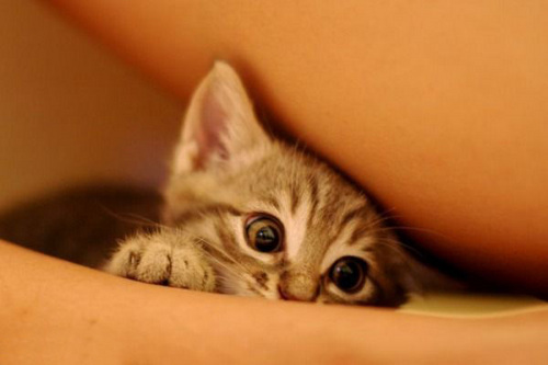 Cute little kitties :)
