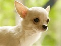 chihuahuas - Gorgeous Chihuahua wallpaper