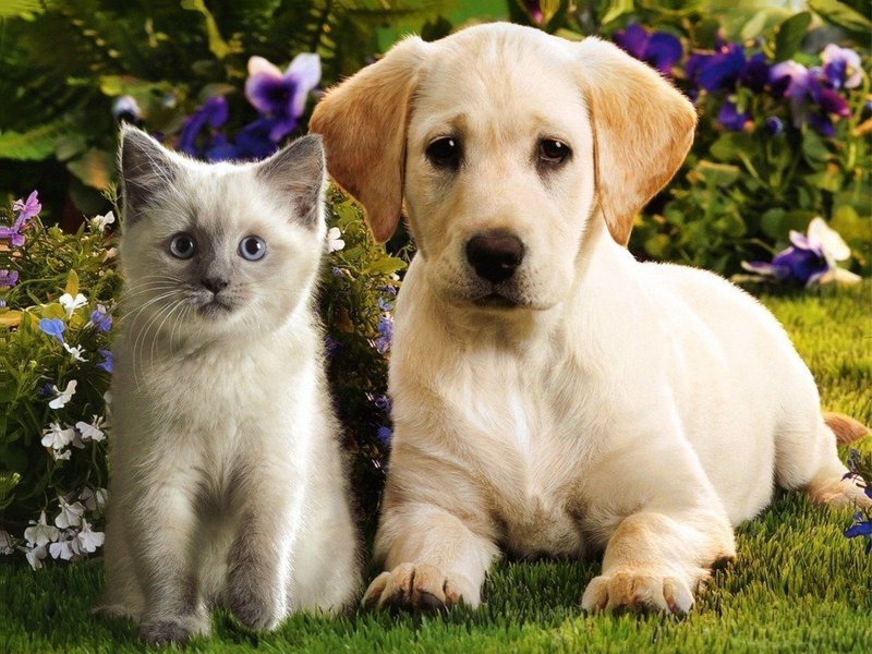 pics of kittens and puppies. Kittens amp; Puppies