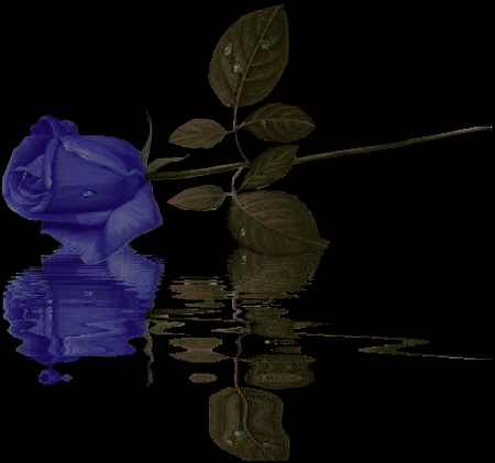  Blue Rose