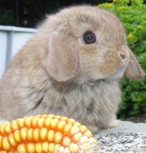  Cute Bunny